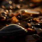 Muscheln an der Ostsee im Januar