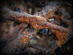 Muscheln an Rost