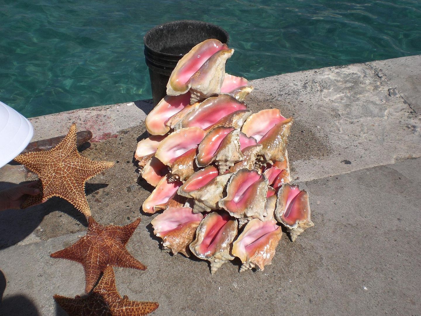 Muscheln auf Bahamas