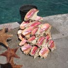 Muscheln auf Bahamas