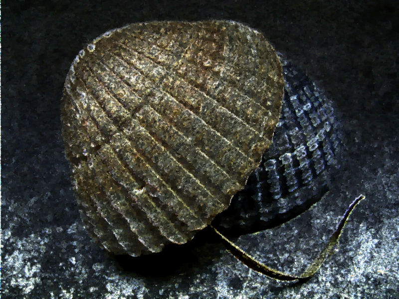 Muscheln auf der Fensterbank