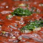 Muscheln auf glitschigem roten Stein