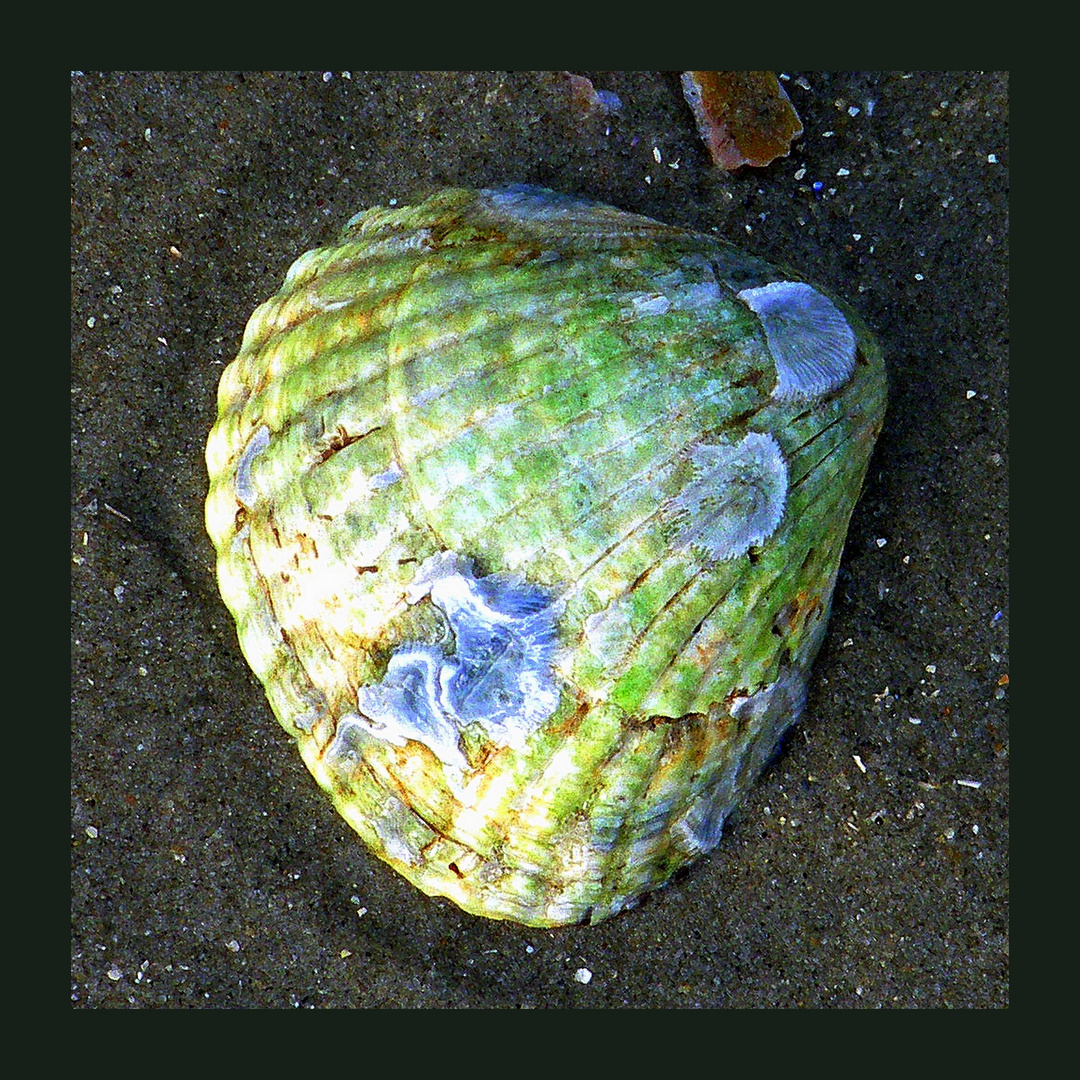 Muscheln auf Norderney