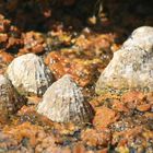 Muscheln auf rotem Granit