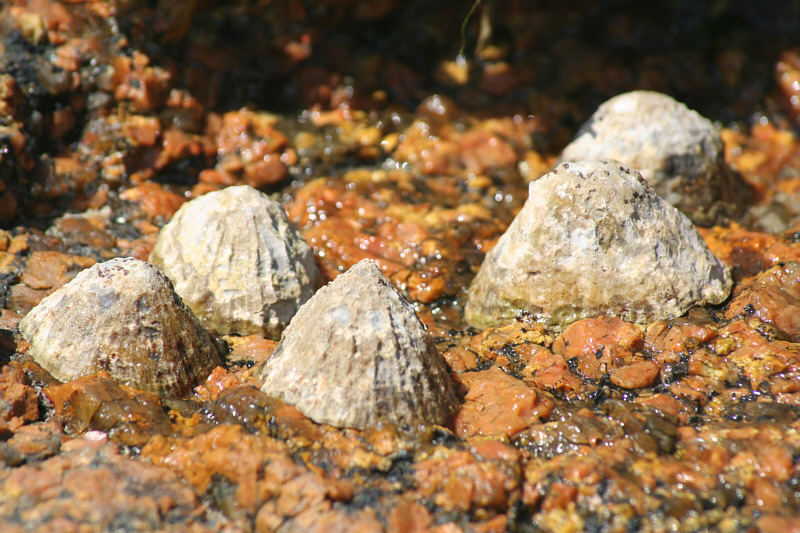 Muscheln auf rotem Granit