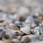 Muscheln auf Spiekeroog