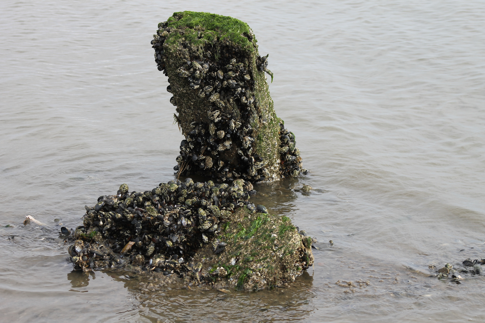 Muscheln auf Stein