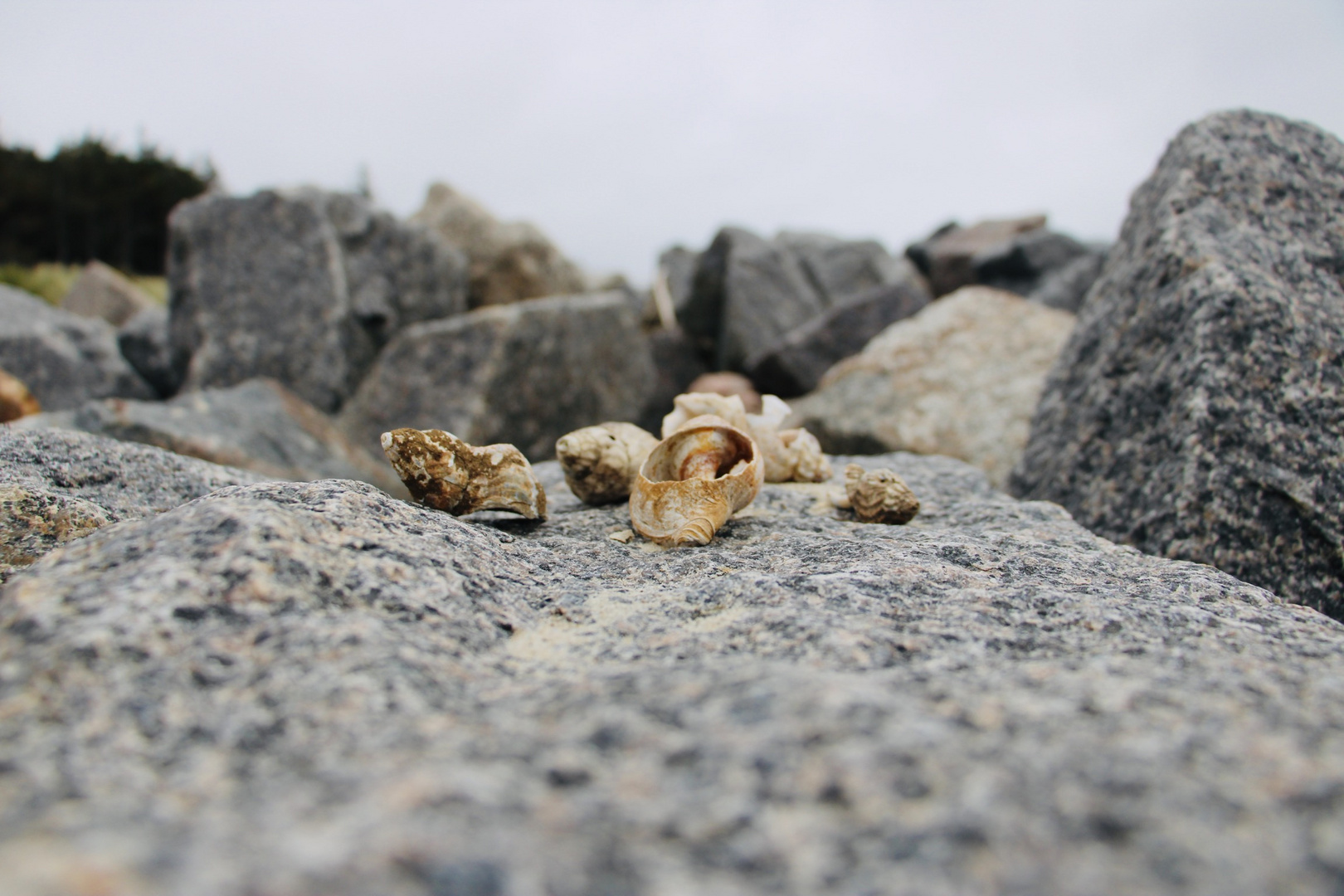 Muscheln auf Steinen