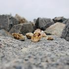 Muscheln auf Steinen