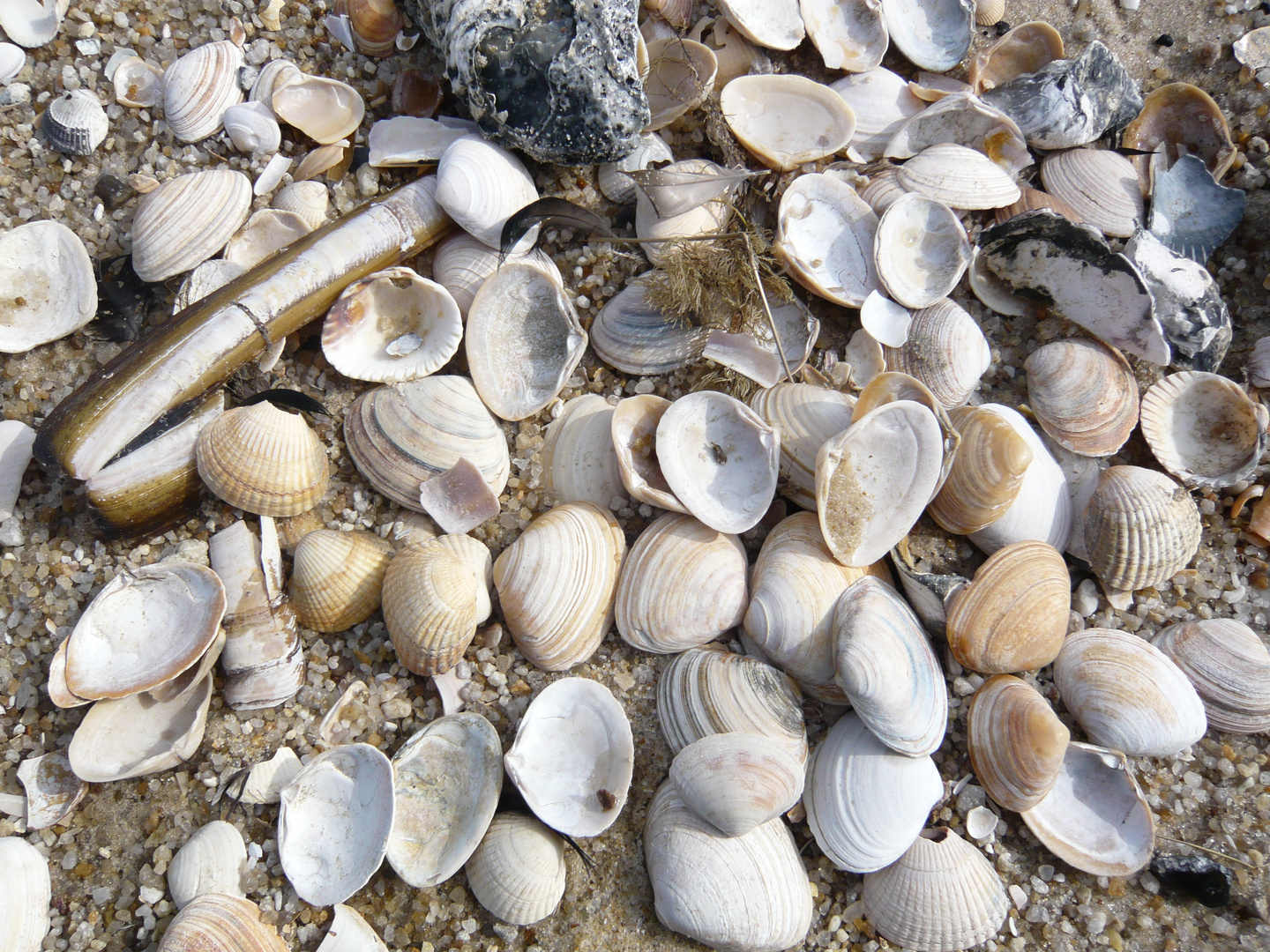 Muscheln auf Sylt