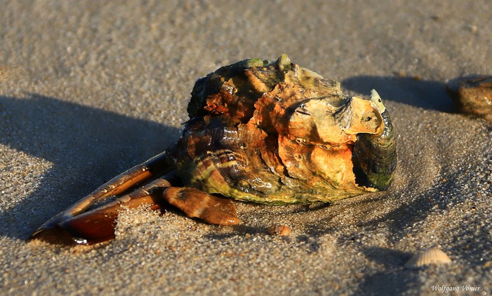 Muscheln auf Sylt