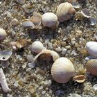 Muscheln auf Sylt