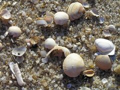 Muscheln auf Sylt