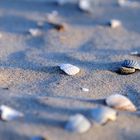 Muscheln auf Texel