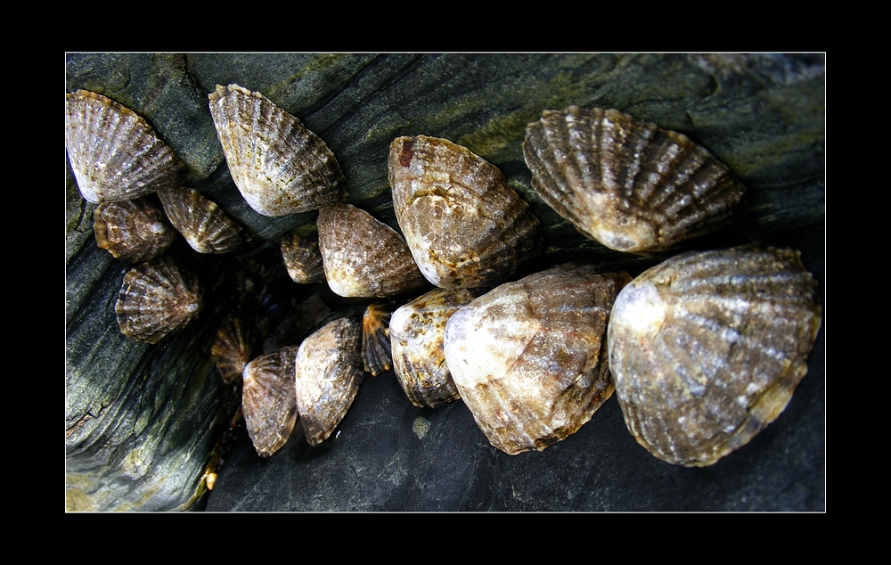 Muscheln aus Cadgwith- Cornwall