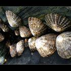 Muscheln aus Cadgwith- Cornwall