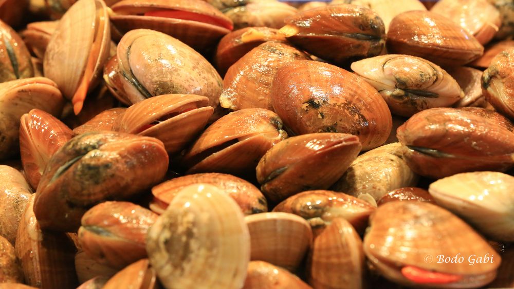 Muscheln aus Cadiz