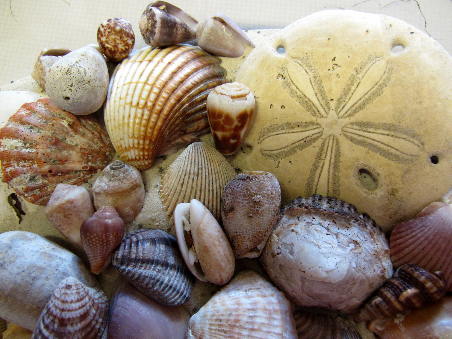 Muscheln aus Costa Rica