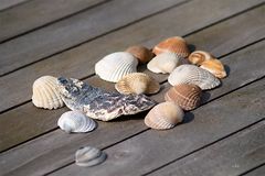 Muscheln aus Zeeland