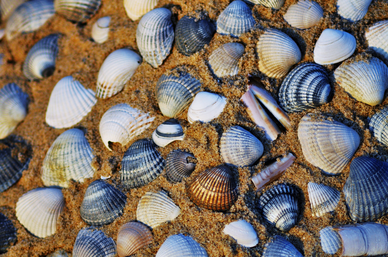 Muscheln Foto &amp; Bild | jahreszeiten, sommer, natur Bilder auf fotocommunity