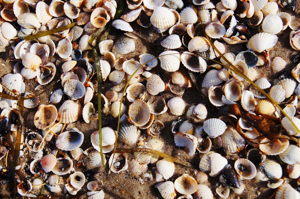 Muscheln Foto &amp; Bild | ostsee, natur, stillleben Bilder auf fotocommunity