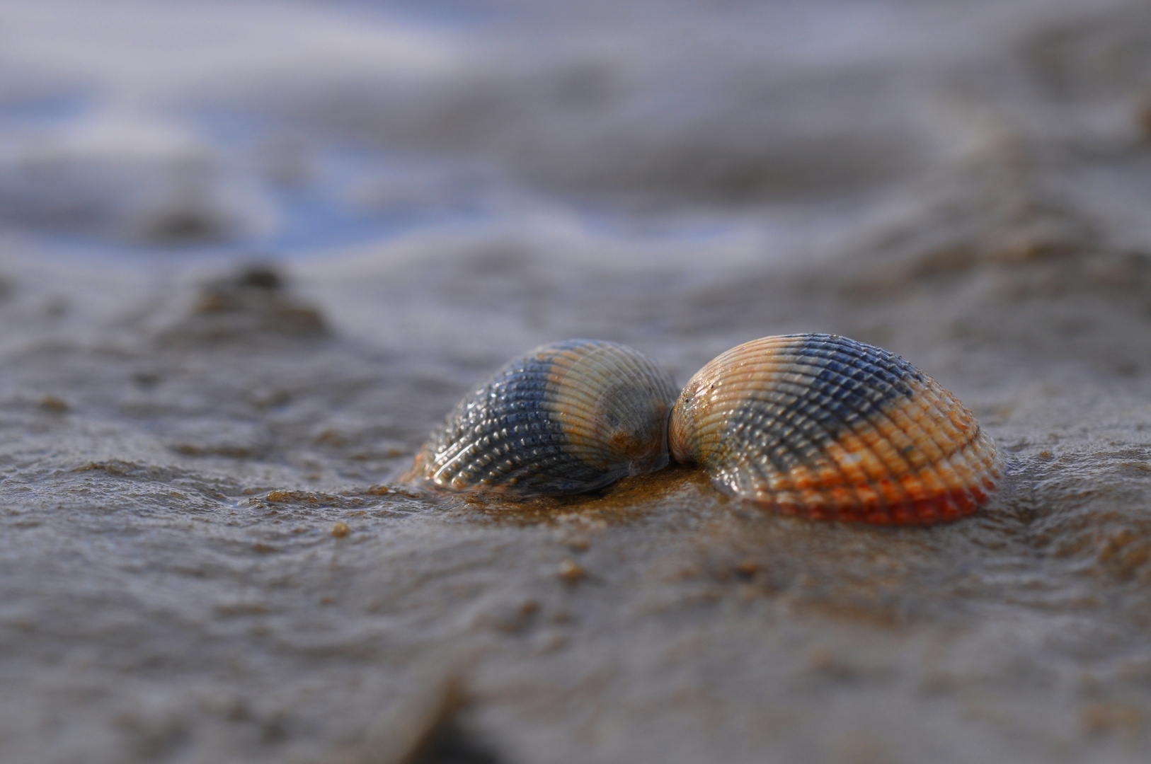 Muscheln Borkum