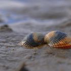 Muscheln Borkum