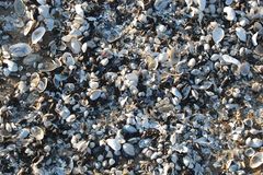 Muscheln der Ostsee in der Abendsonne