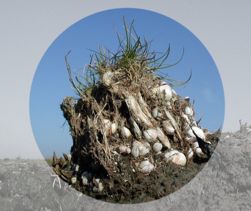 Muscheln - Eingefangen am Strand