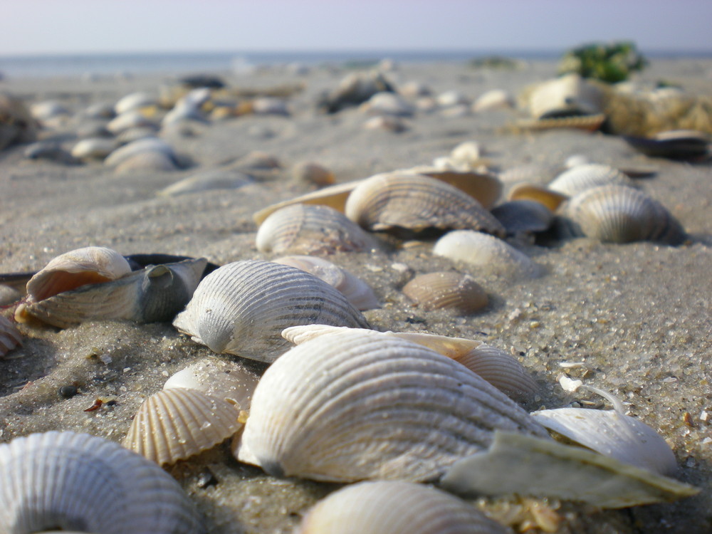 Muscheln Foto &amp; Bild | landschaft, meer &amp; strand, dünen Bilder auf ...
