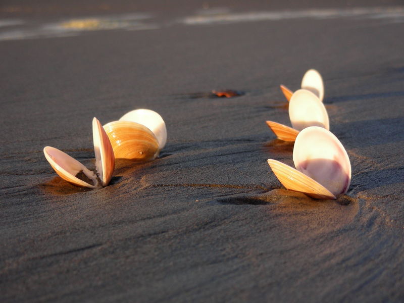 Muscheln im Abendlicht