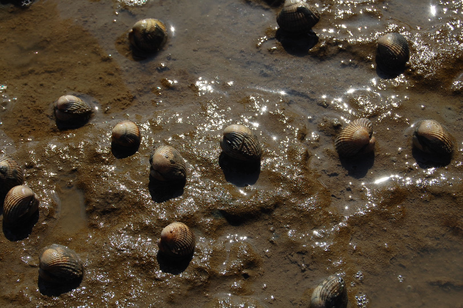 Muscheln im Büsumer Watt