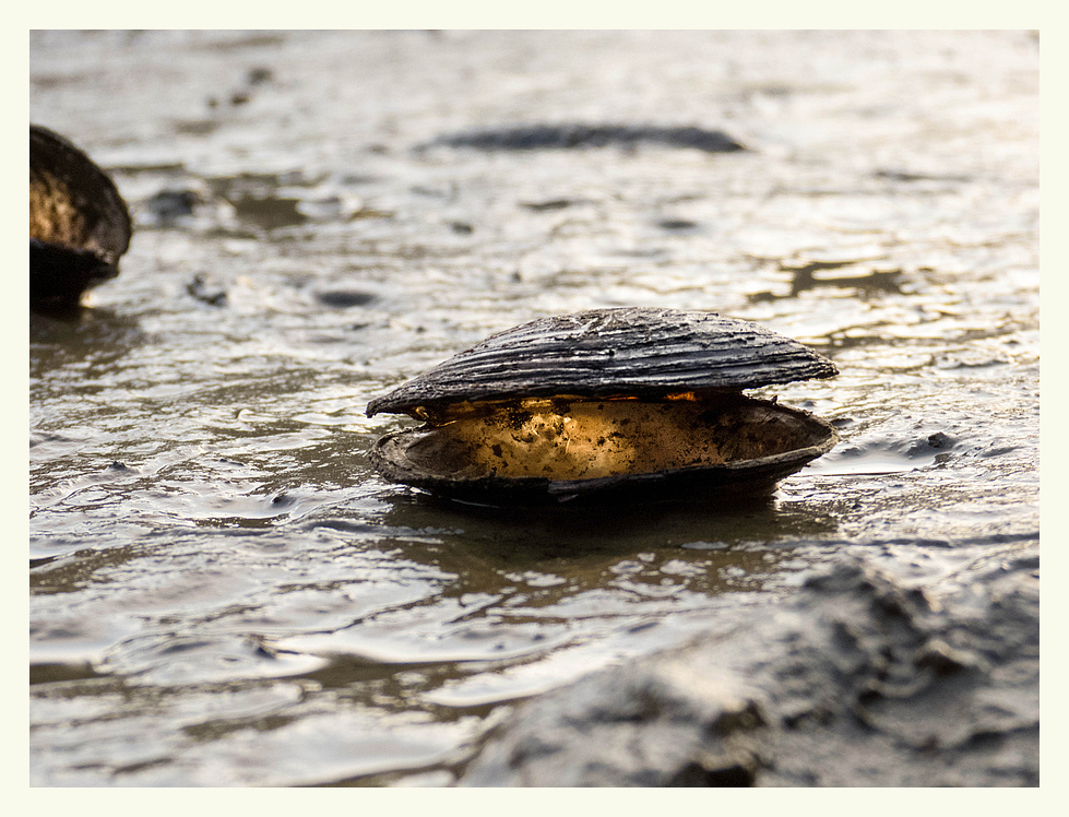 Muscheln im Gegenlicht