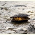 Muscheln im Gegenlicht