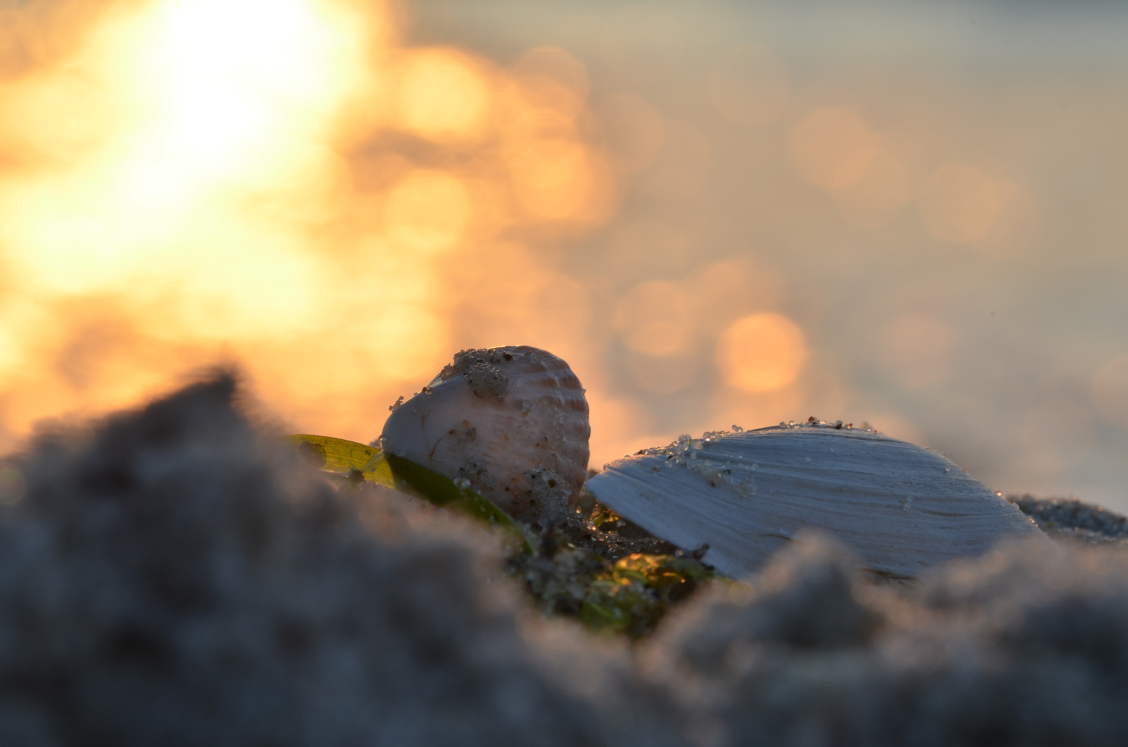 Muscheln im Licht des Abends