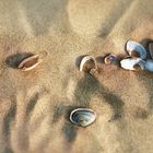 Muscheln im Sand