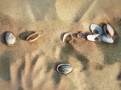 Muscheln im Sand