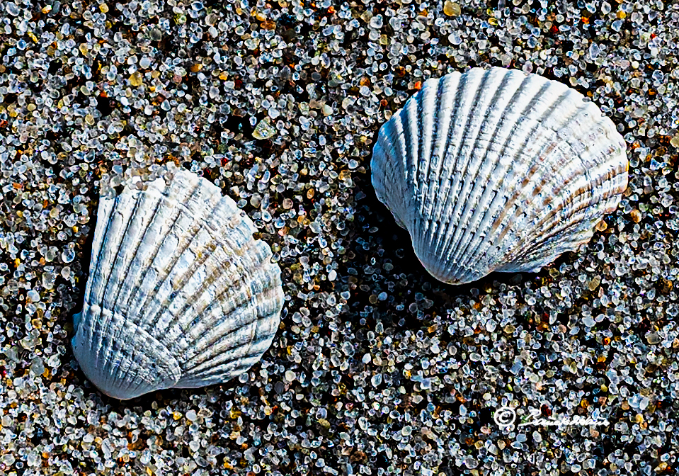 Muscheln im Sand