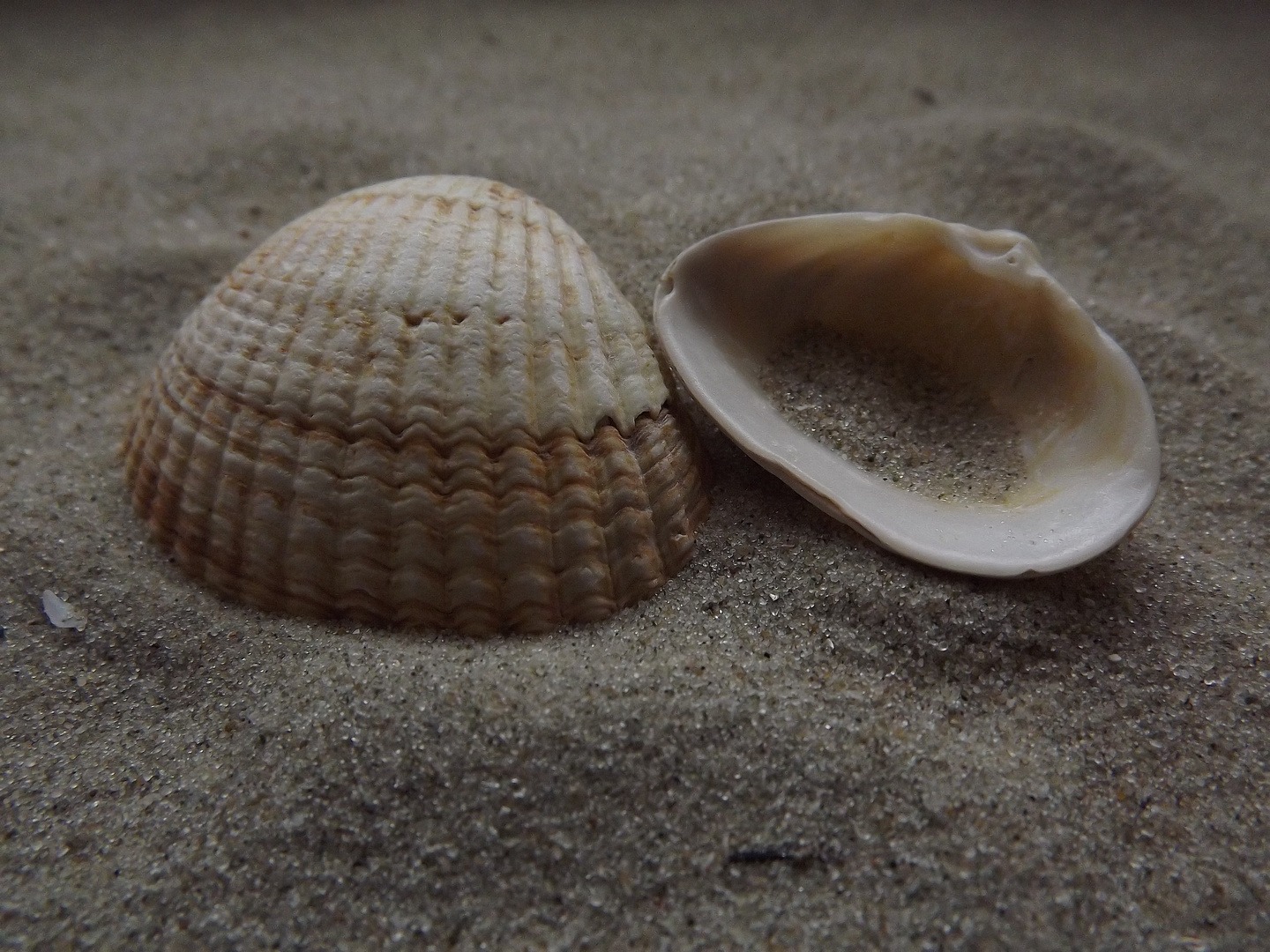 Muscheln im Sand