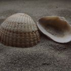 Muscheln im Sand