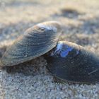 Muscheln im Sand