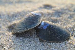 Muscheln im Sand