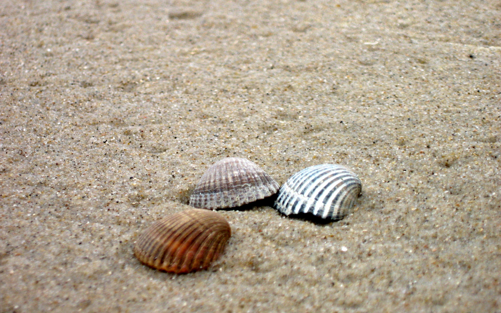 Muscheln im Sand Foto &amp; Bild | landschaft, meer &amp; strand, urlaub Bilder ...