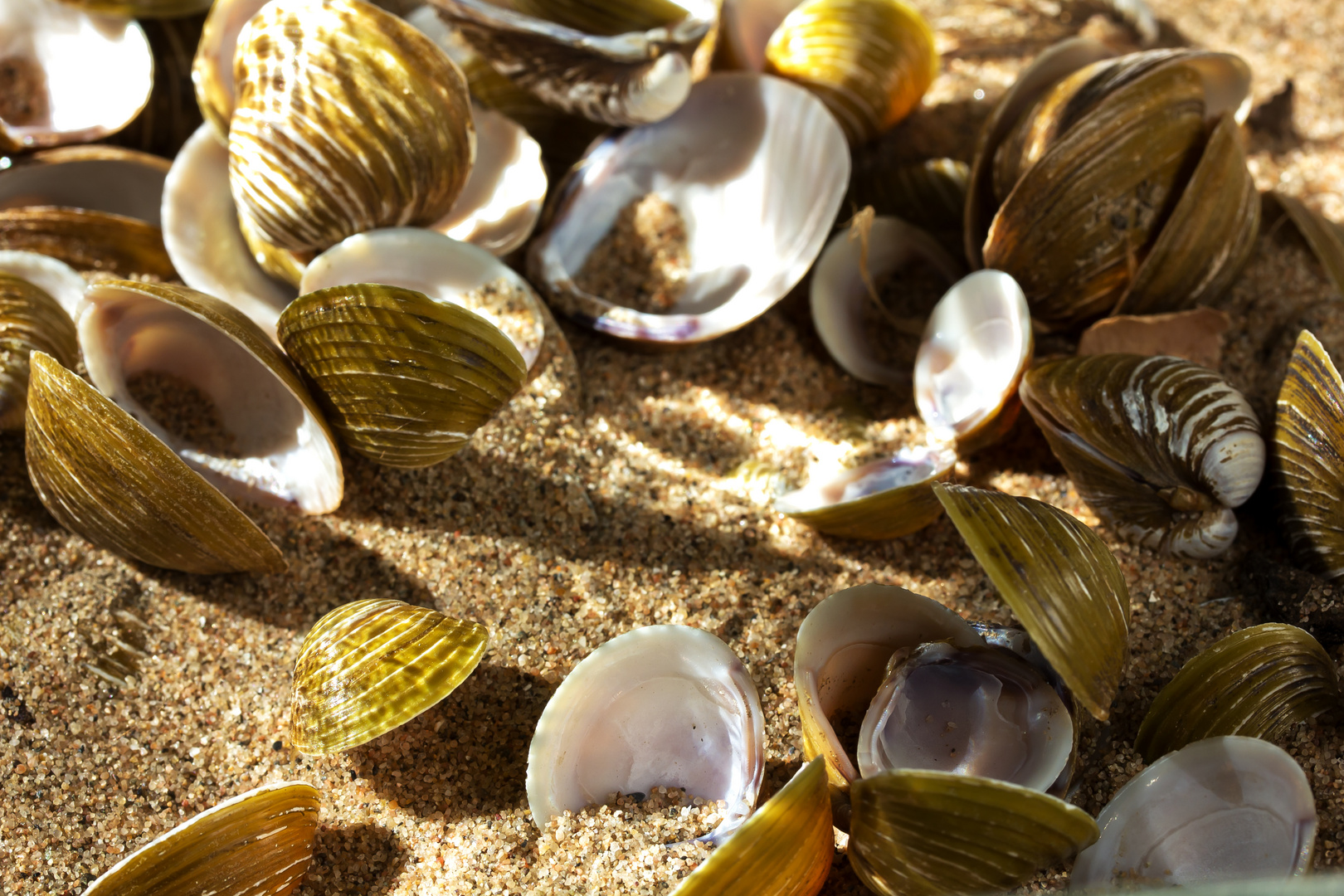 Muscheln im Sand