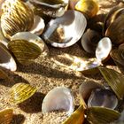 Muscheln im Sand