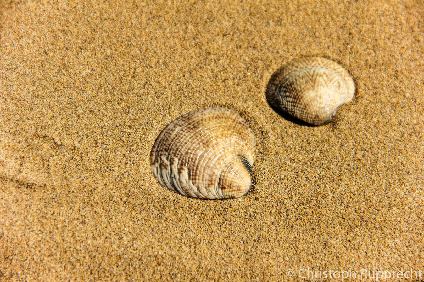 Muscheln im Sand