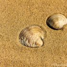 Muscheln im Sand