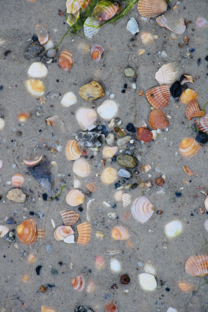 Muscheln im Sand