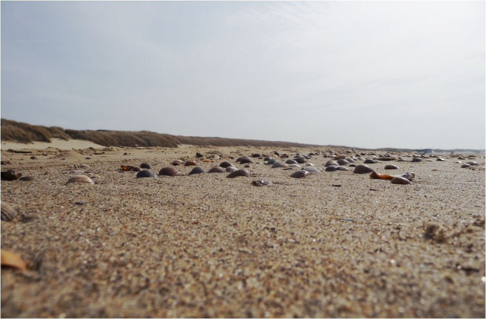 Muscheln im Sand