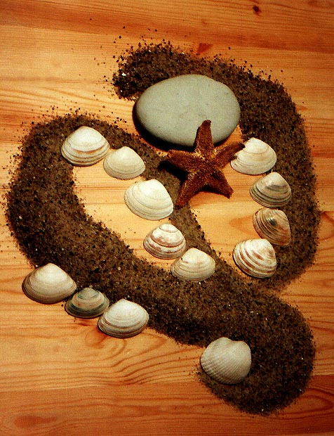 Muscheln im Sand